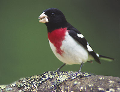 rbgrosbeak.jpg