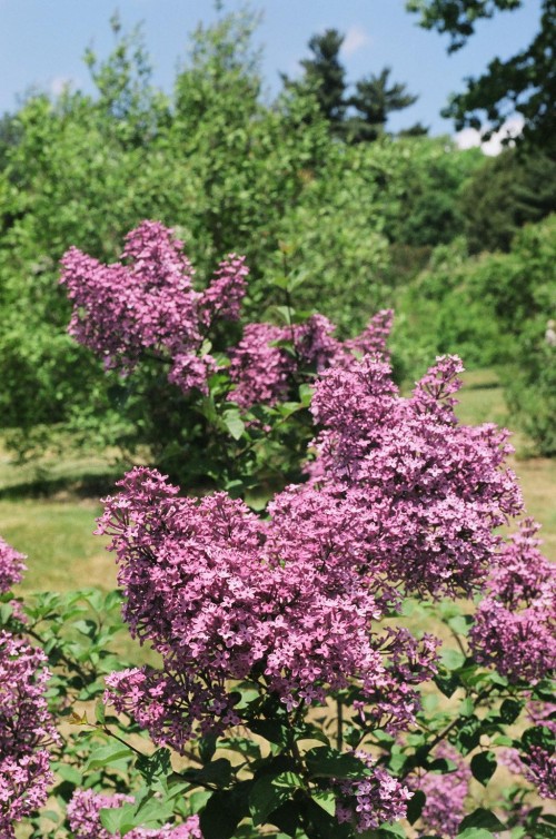 lilacs.jpg