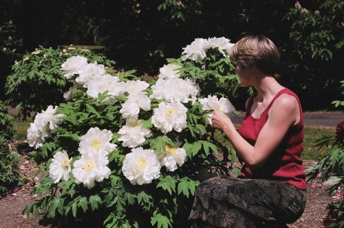 peonies.jpg