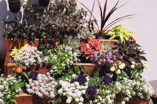 planter.jpg