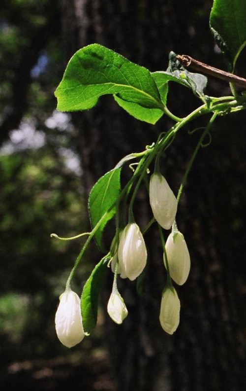silverbell1.jpg
