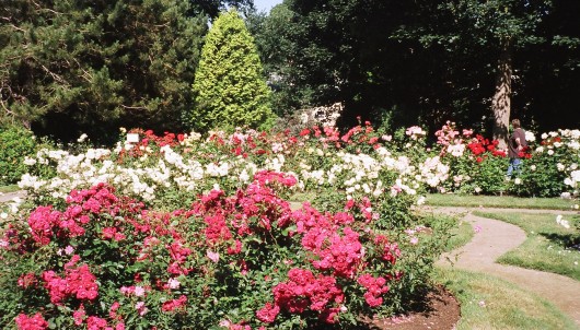 rosegarden.jpg