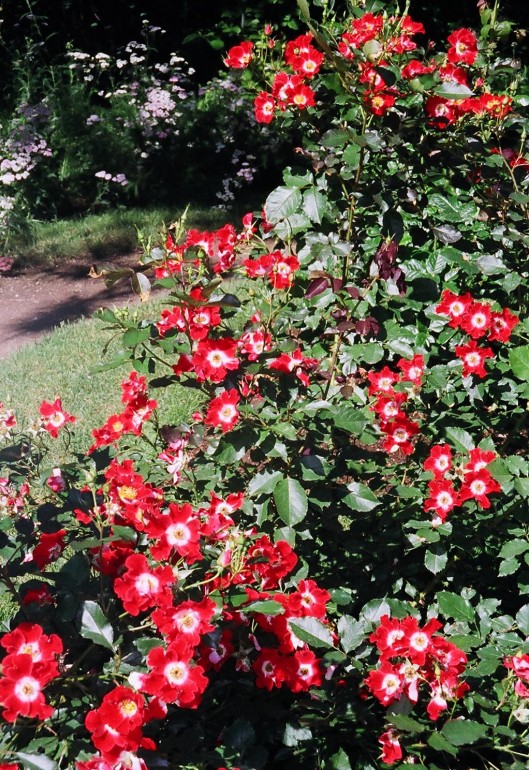 singleroses.jpg