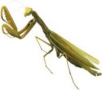 Praying Mantis