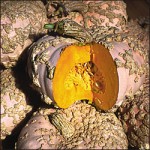 Galeux d’Eysines Squash