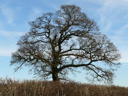 cotswold_tree.jpg