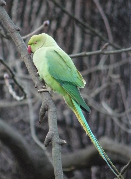parakeet.jpg