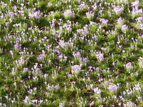 crocuses.jpg