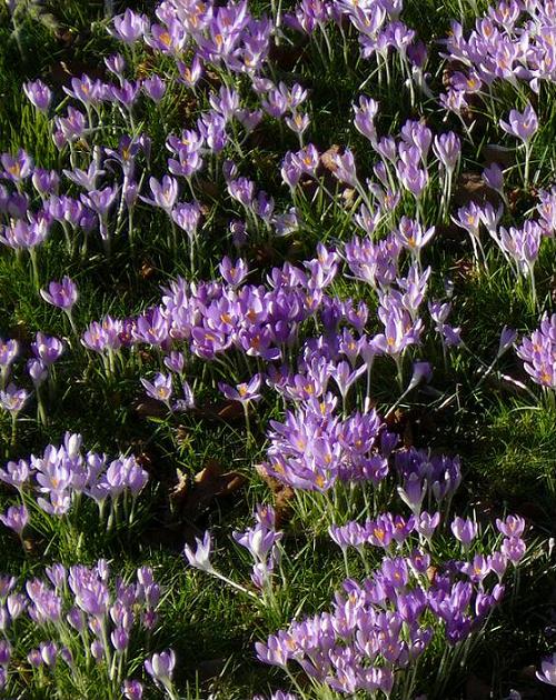 crocuses_2.jpg